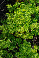 curly parsley in the garden on a sunny day is a special kind of fragrant seasoning, bright green vertical background
