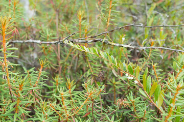 the flower andromeda butterbur in the forest
