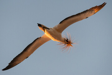 Gannet bird in flight, carrying nesting material in its beak. Low angle view, against a blue sky at sunset. Muriwai Gannet Colony, Auckland.