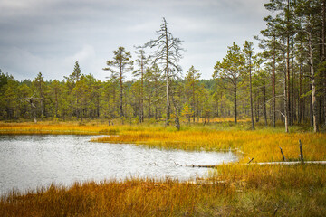 wetlands, viru bog, estonia, lahemaa national park, baltics, baltic countries, europe