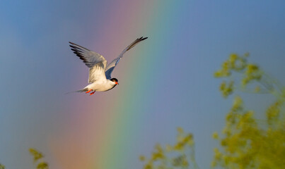 Common Tern in flight. Adult common terns in flight on the blue sky and rainbow background. Scientific name: Sterna hirundo.