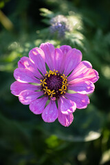Obraz premium The pink flower on green summer meadow. Blurred background with bokeh and short depth of field.
