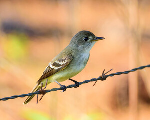 Eastern Wood-Pewee on a Barbed-Wire Fence