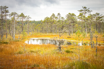viru bog, estonia, lahemaa national park, baltics, baltic countries, europe