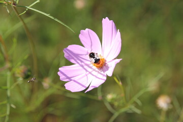 bumblebee sat on a flower 