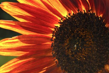 close up of sunflower