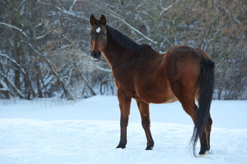 Beautiful sports horse runs in winter farm