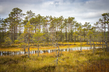 path, viru bog, estonia, lahemaa national park, baltics, baltic countries, europe