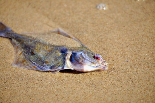 Toter Flachfisch am Strand