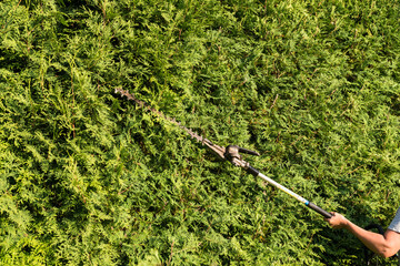 Gärtner mit Heckenschere - Thujahecke