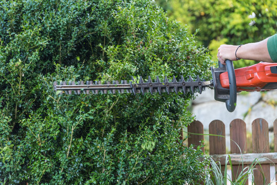 G&auml;rtner mit Heckenschere bei Buchsbaum