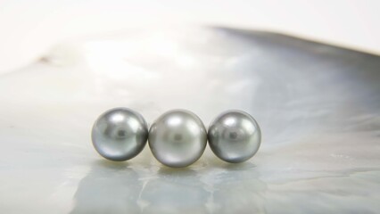 White pearl in a shell. A gray pearl in an open mother-of-pearl oyster. Background for jewelry....