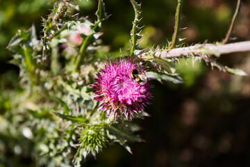 Silybum marianum. Milk thistle with a bee on the flower. Pink / lilac flower and prickles on its branches. Wild plants of Patagonia.