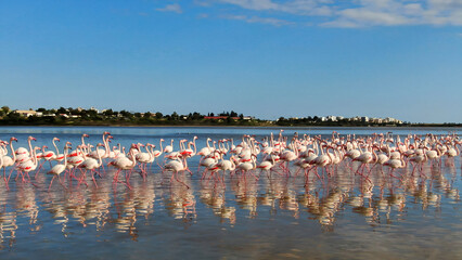 Pink flamingos on a natural lake in Cyprus. A flock of beautiful birds in the wild. © ru4eek
