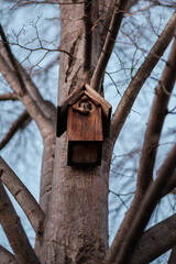 Squirrel looking out of a birdhouse in a tree