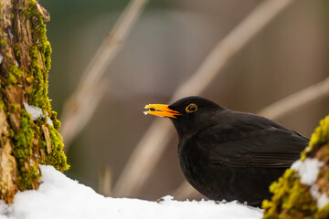 Amsel