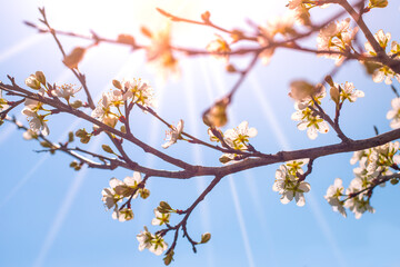 Blooming sakura branch illuminated by the rays of the bright spring sun. Beautiful seasonal background, wallpaper