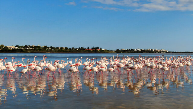 Pink flamingos on a natural lake in Cyprus. A flock of beautiful birds in the wild.