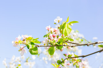 Obraz premium Apple blossoms against a soft blue sky. Spring flowering orchard, awakening of nature