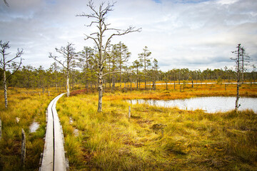 path, viru bog, estonia, lahemaa national park, baltics, baltic countries, europe