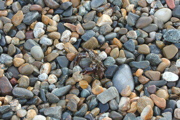 a small crab hides among the pebbles