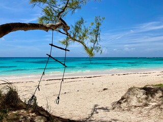 tree on the beach, Eleuthera