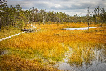 path, viru bog, estonia, lahemaa national park, baltics, baltic countries, europe