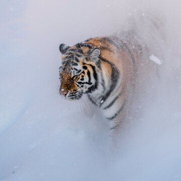 siberian tiger in the water