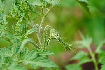 Obraz premium Tomato plant