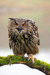 closeup of Eurasian eagle-owl (Bubo bubo) in wild