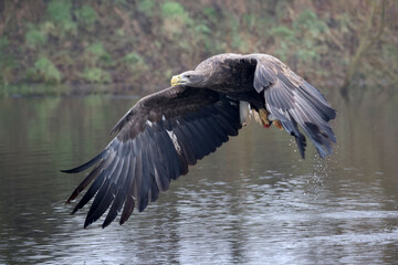 closeup of white-tailed eagle (Haliaeetus albicilla) in wild nature