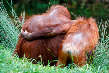 Fototapeta premium view of Bornean orangutan (Pongo pygmaeus) in natural habitat