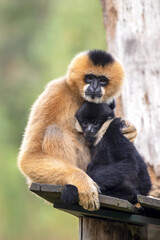 closeup image of a Northern white-cheeked gibbon (Nomascus leucogenys) monkey mother with child in the forest