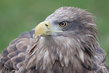 closeup of white-tailed eagle (Haliaeetus albicilla) in wild nature
