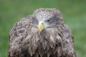 closeup of white-tailed eagle (Haliaeetus albicilla) in wild nature