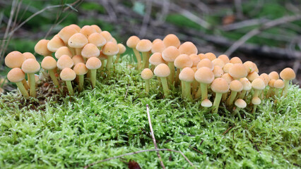 closeup of fungus mushrooms growing in forest © Edwin Butter
