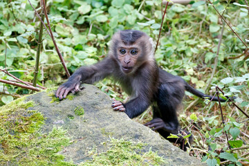 closeup of lion-tailed macaque (macaca silenus) in wild