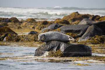 Seal on rock