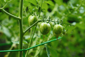 Fototapeta premium Green tomato