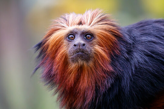 close up of golden-headed lion tamarin (Leontopithecus chrysomelas) at habitat