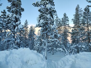 Balade hivernale dans une commune ou dans un parc national dans la région de la Laponie, en Finlande, safari, neige et levée ou couchée du soleil. 