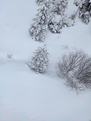 kar ılgaz türkiye yıldıztepe teleferik tree ağaç çam snow winter pine tree