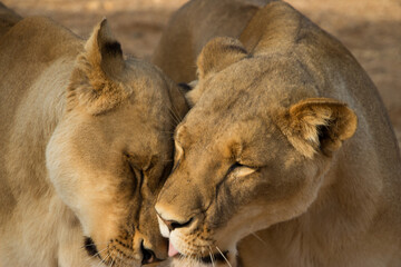 Lion love