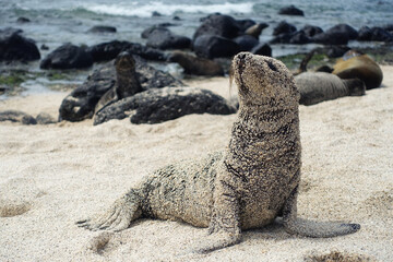 Baby sea lion covered completely in sand on a beach on the Galapagos islands
