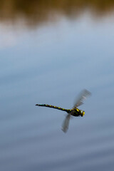 Dragonfly hovering over pond