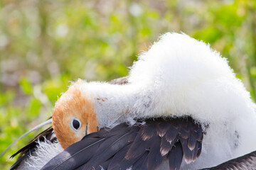 Fregata magnificens chick © Pablo