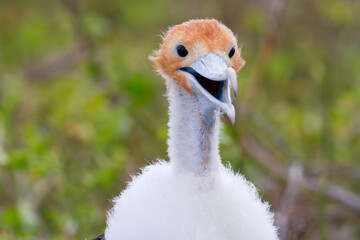 Fototapeta premium Fregata magnificens chick