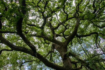 Summer tree canopy