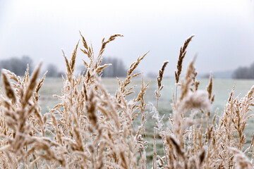 Fototapeta premium Snow and frost on the plants. Ice grass.