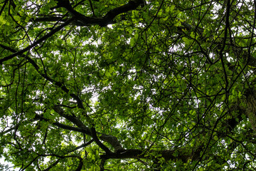 Fototapeta premium Summer tree canopy